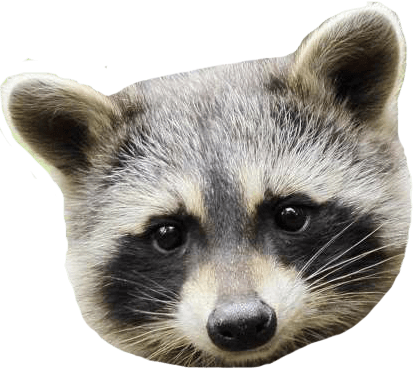🦝